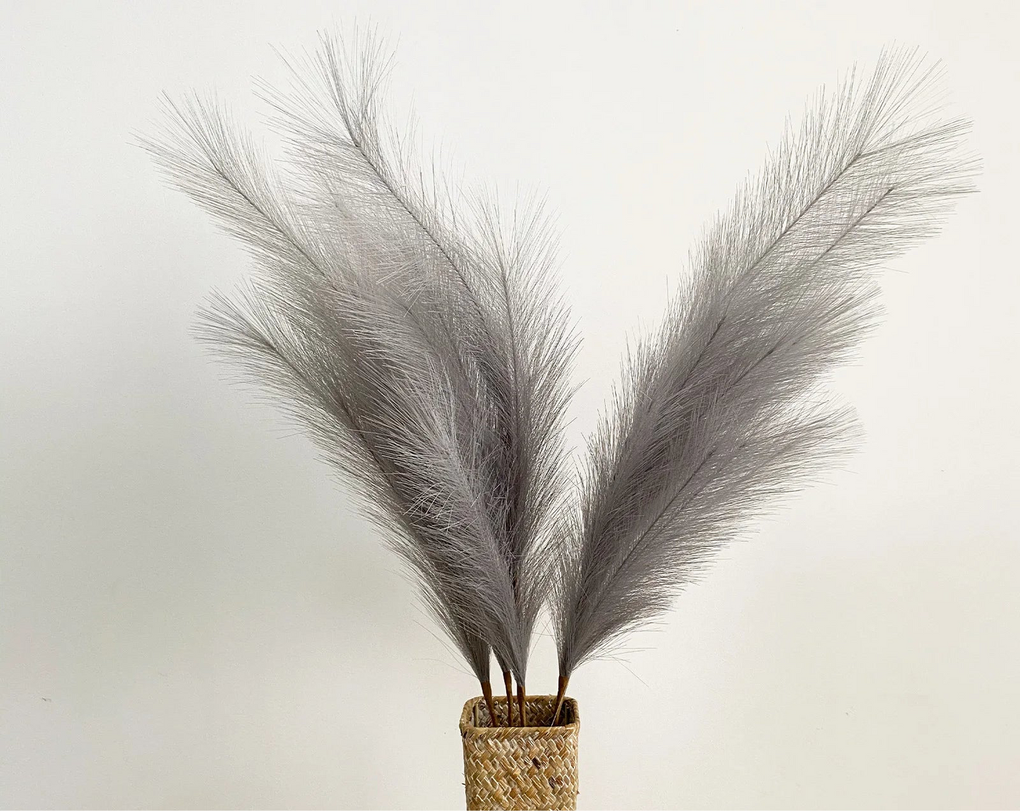 Pampas Grass