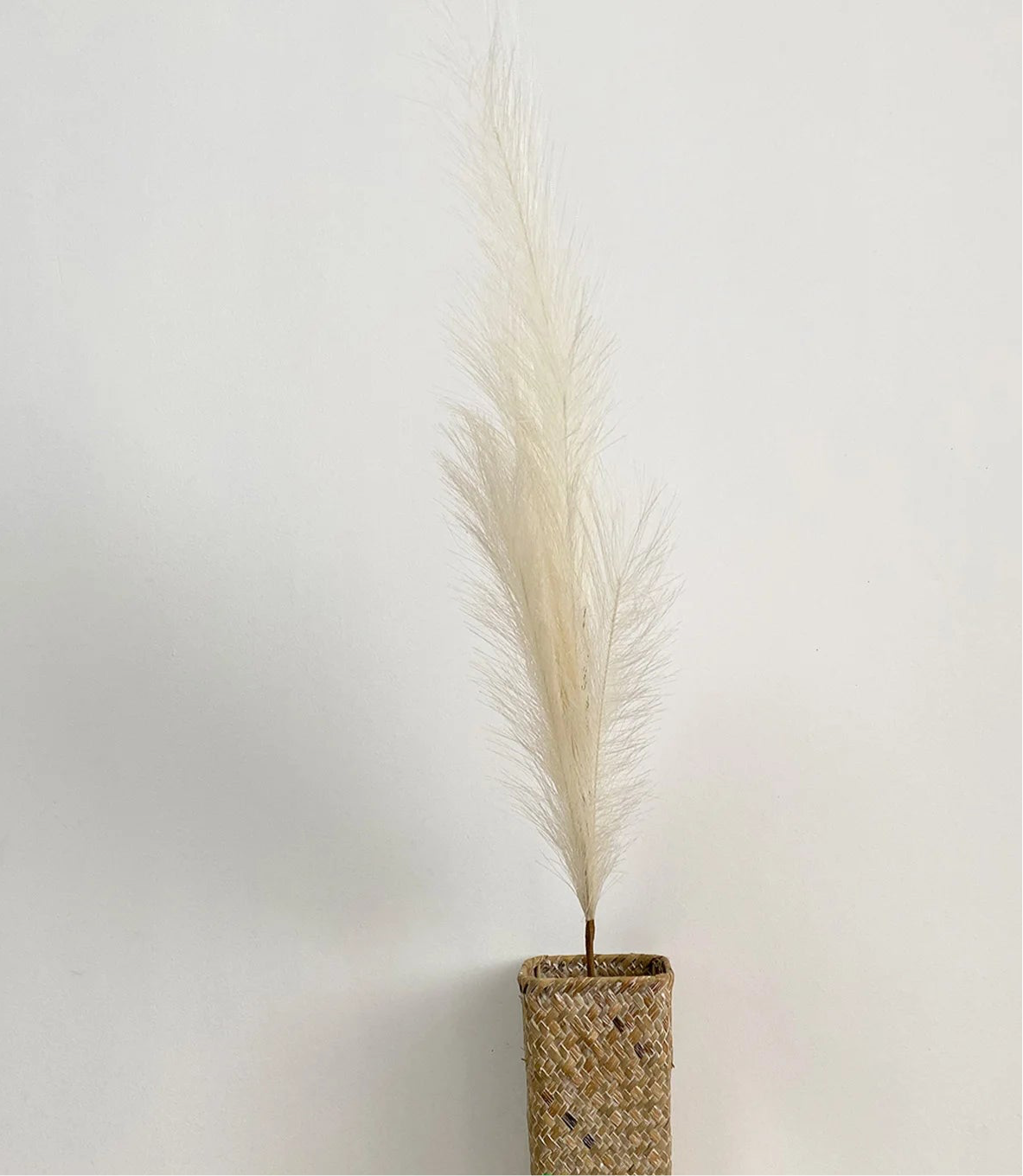 Pampas Grass