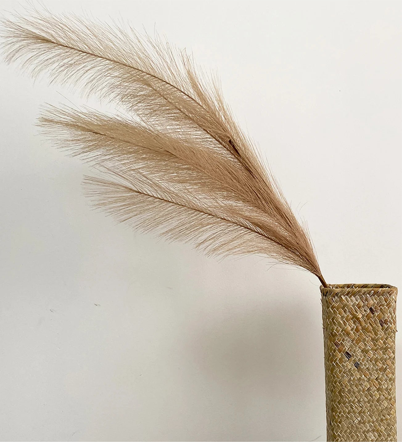 Pampas Grass