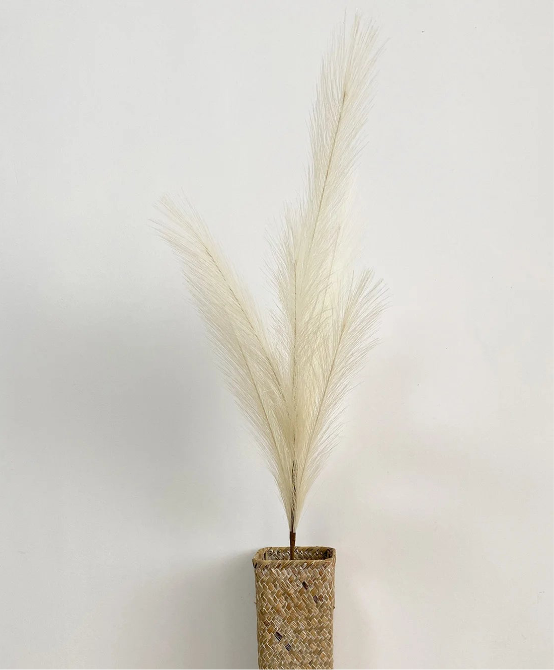 Pampas Grass