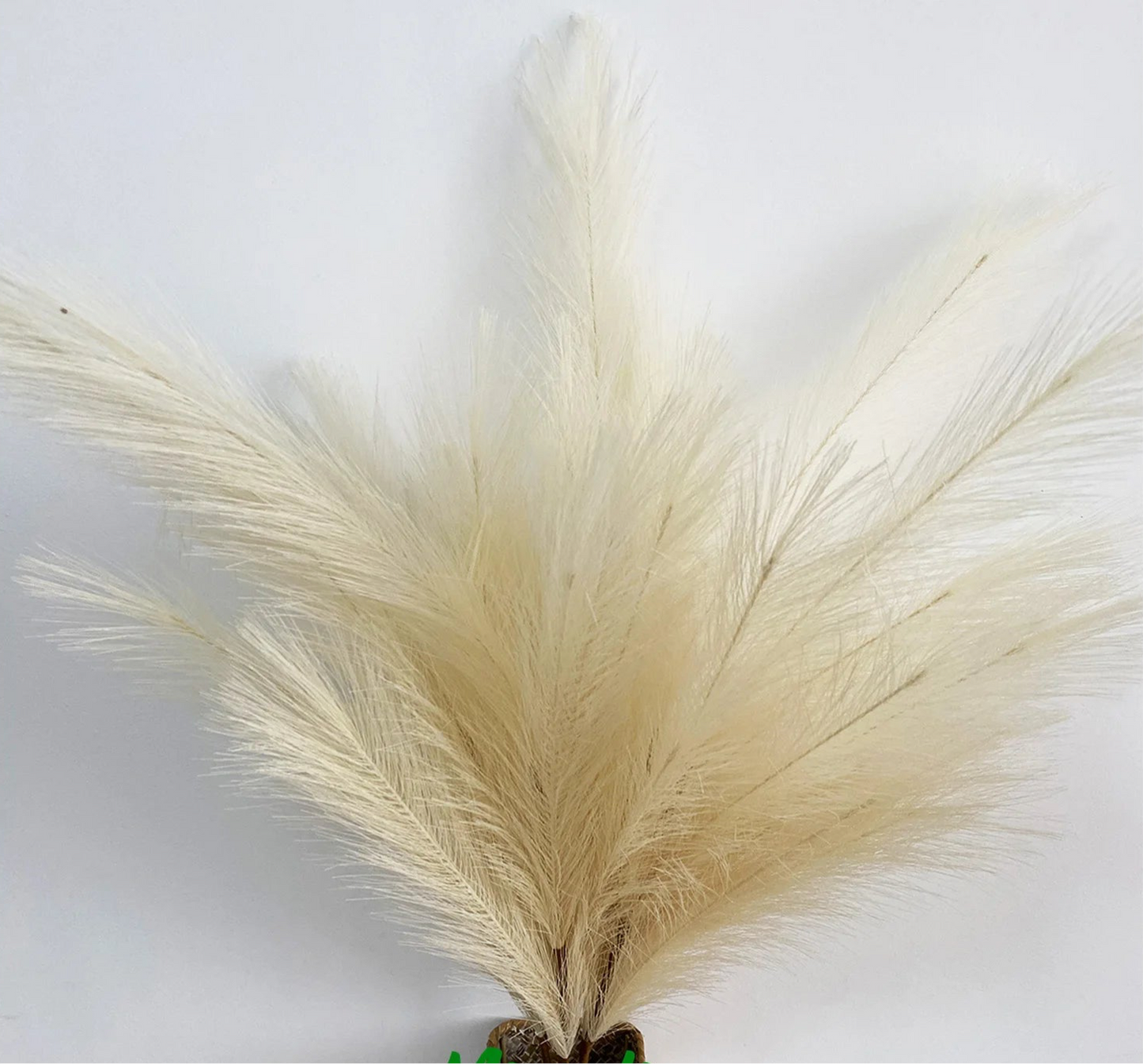 Pampas Grass