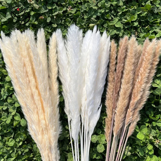 30pcs Natural Pampas