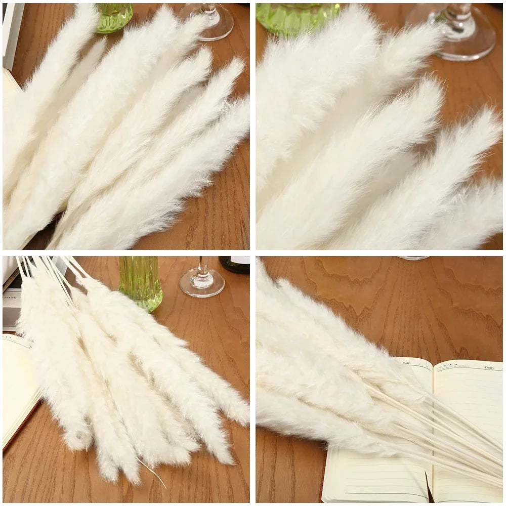 30pcs Natural Pampas